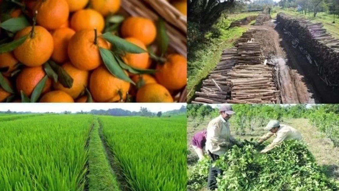 Expectativas moderadas para 2026: desafíos en el consumo afectan a La Plata y Ensenada